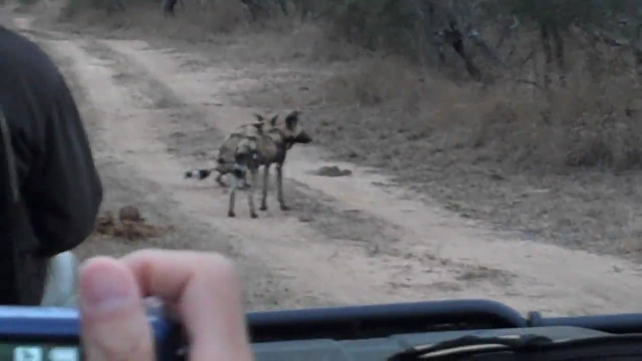 Exeter - Wild dogs running around with one taking a piss