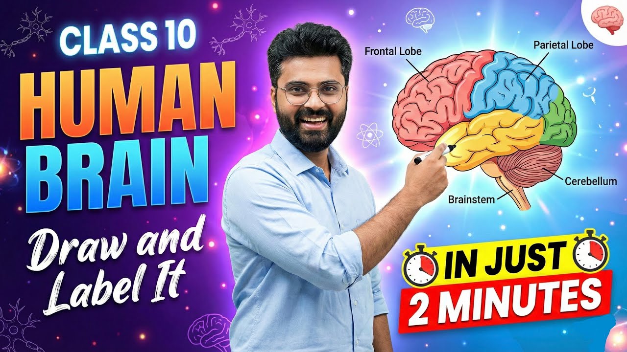 Human Brain Diagram 🔥 Draw & Label in Just 2 Minutes | Class 10 Biology