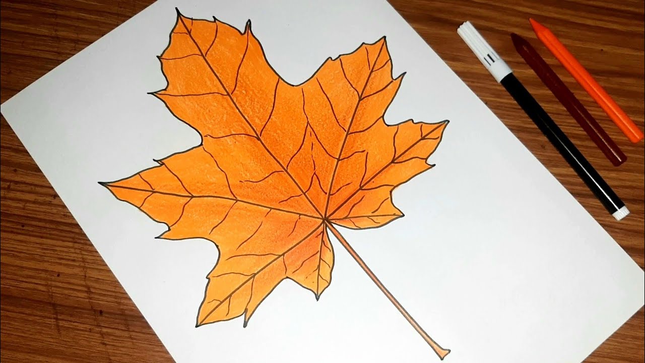 How to draw a MAPLE LEAF 🍁 step by step | Maple leaf drawing easy |