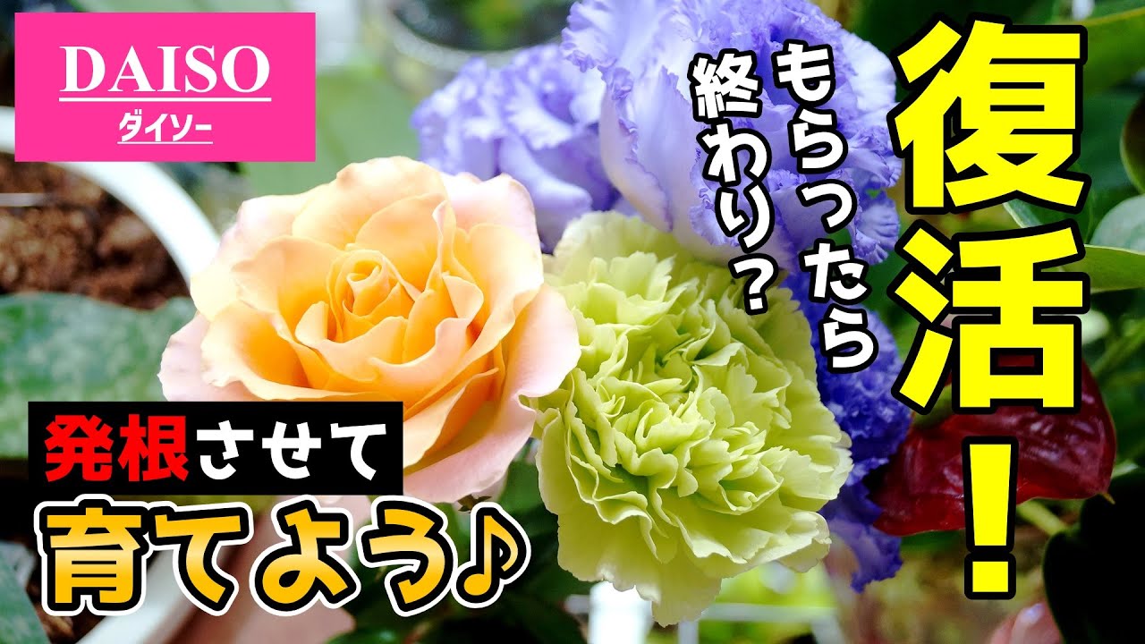 【園芸のタブー？】切り花を”鉢植え化”して増やしてみよう♪【観葉植物の挿し木】【ダイソー】