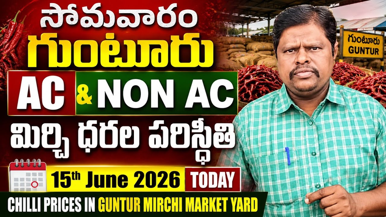 15 June 2026 GUNTUR MIRCHI MARKET RATES గుంటూరు మిర్చి మార్కెట్ ధరలు 