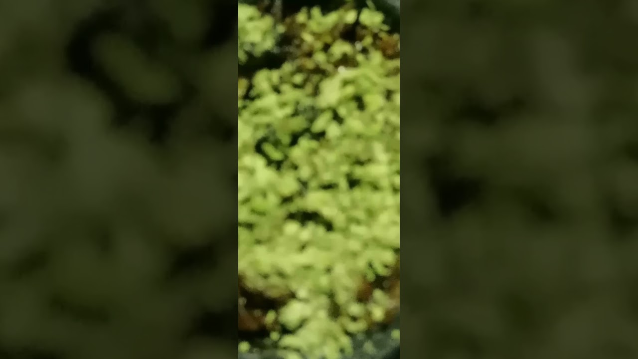 420 Shayi log 301