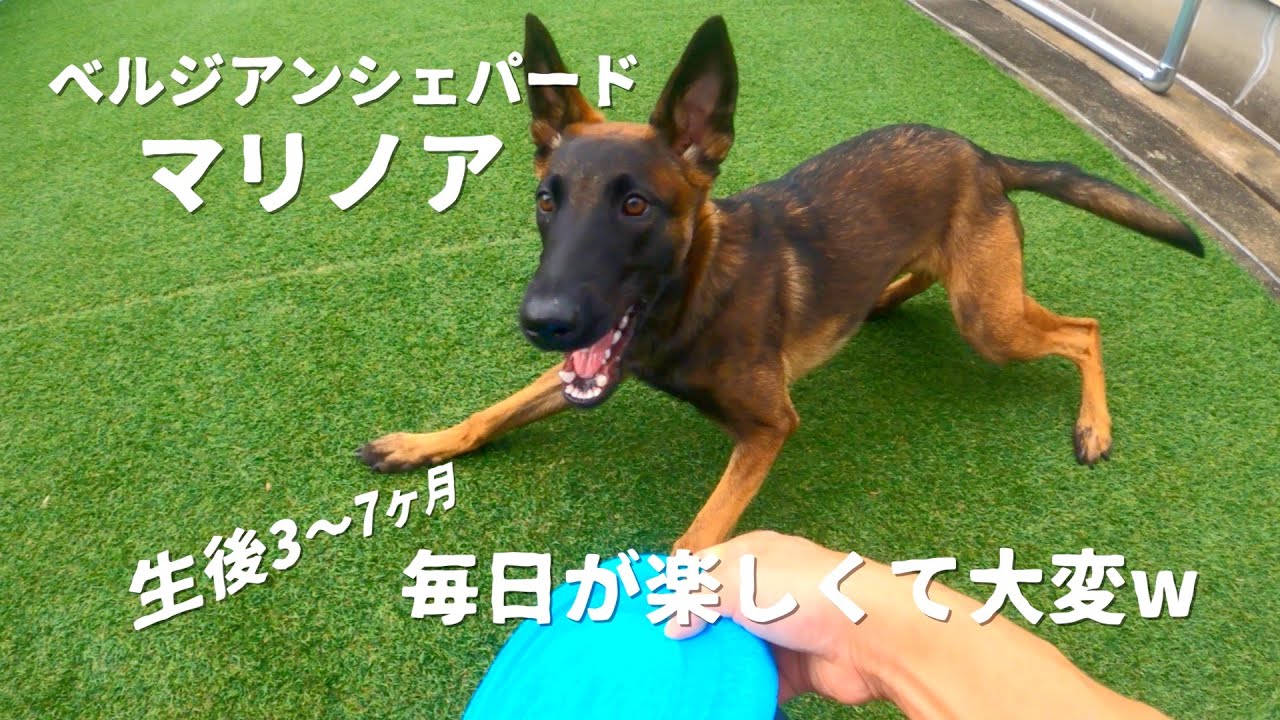 【マリノア】身体は小型でパワフルかつ賢く可愛いからヤバイw【ベルジアンシェパード】