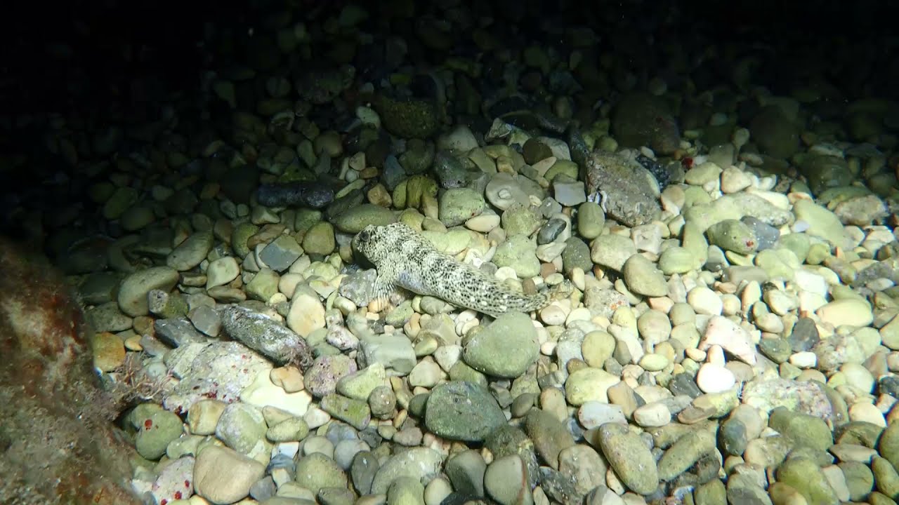 Riesengrundel (Gobius cobitis)