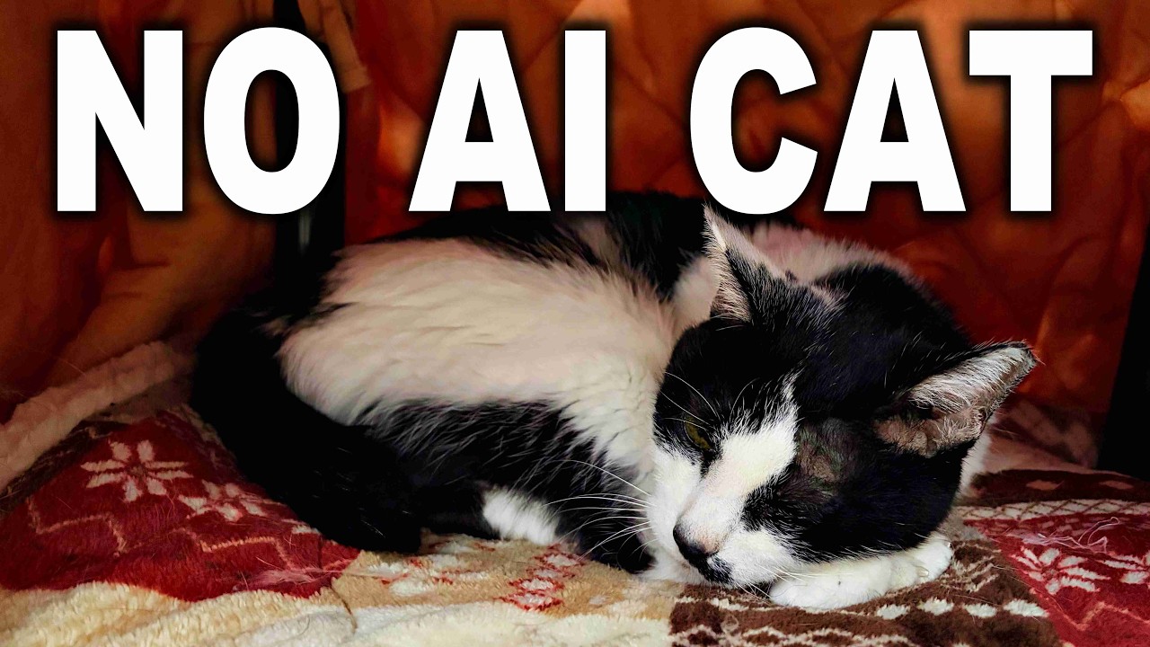 No AI CAT 🐈️ You are doing better than you think. 🐈️ Warm Cat & Calm Lo-fi Jazz for Study, Focus