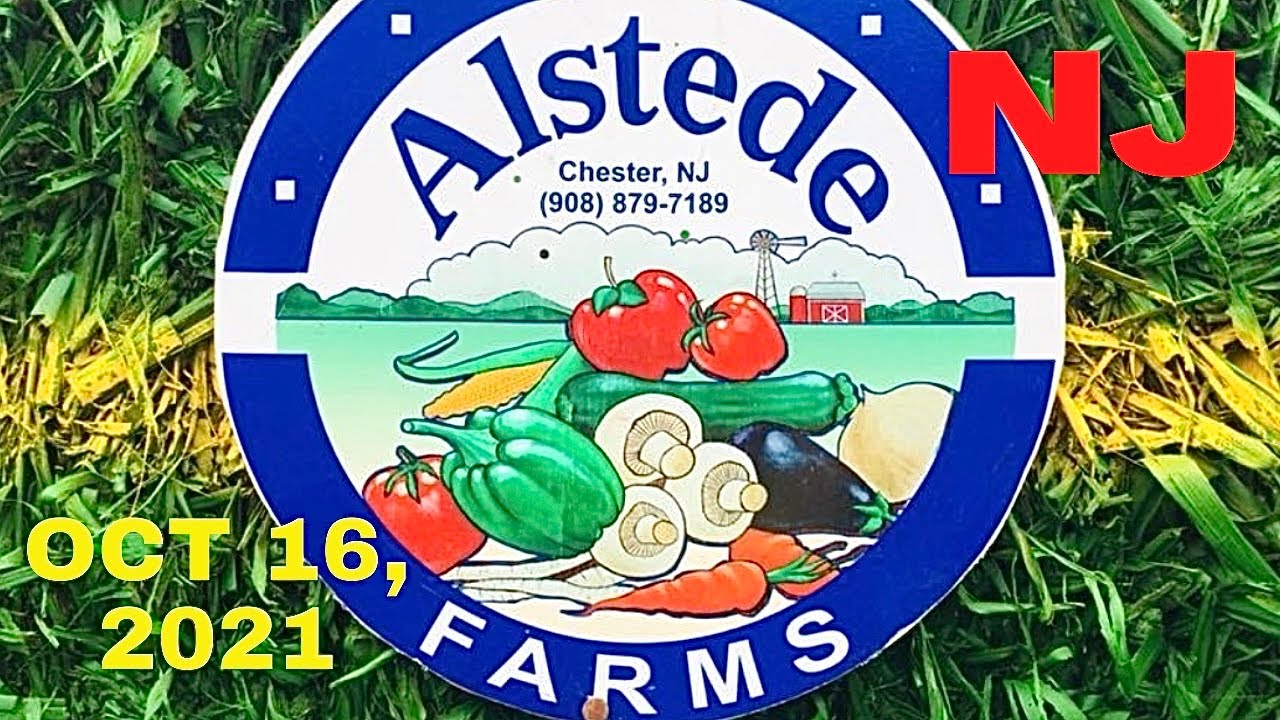ALSTEDE FARMS. Chester, New Jersey. Having fun while harvesting. October 16, 2021.