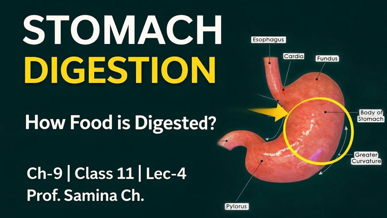 Digestion in Stomach | Human Digestive System | Pepsin, HCl & Gastric Juice Explained