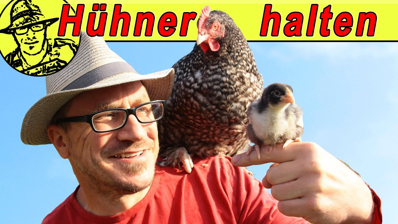 Großes Hühnervideo für Selbstversorger: Gesunde Hühner sind glückliche Hühner