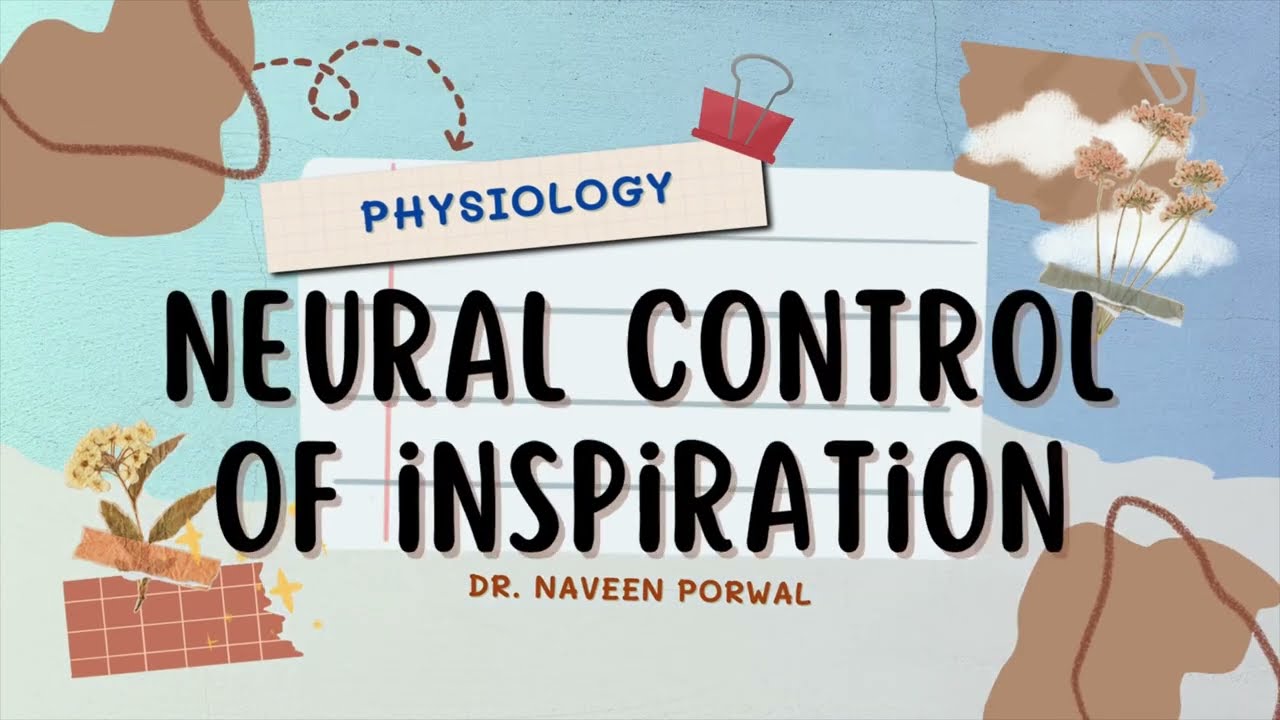 Neural Control of Inspiration | Respiratory Physiology Simplified