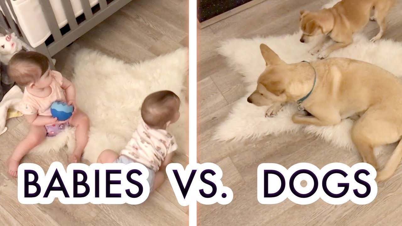 Babies and Dogs - Do They Get Along?! /// McHusbands