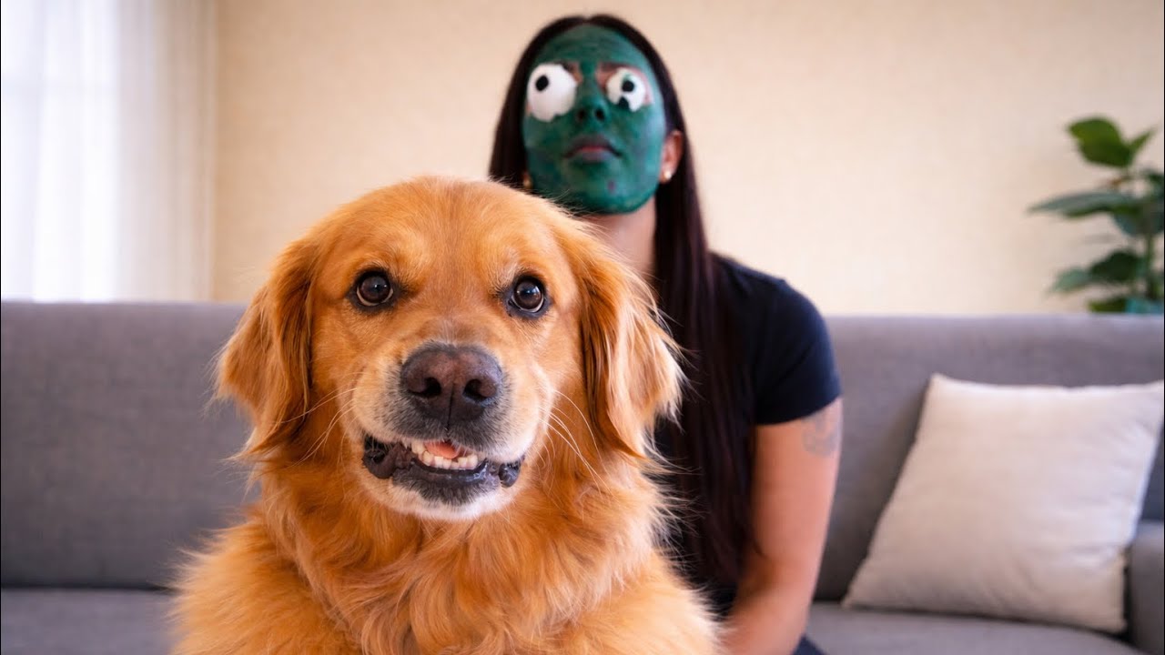Золотистый ретривер слишком смешно себя ведёт без всякой причины