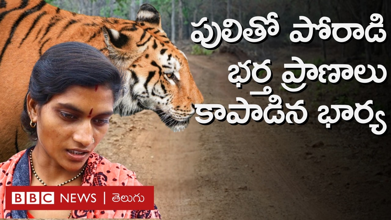 Tiger Attacks: పులి దాడులతో భయం గుప్పిట్లో Telangana గ్రామాలు.. అక్కడేం జరుగుతోంది? | BBC Telugu