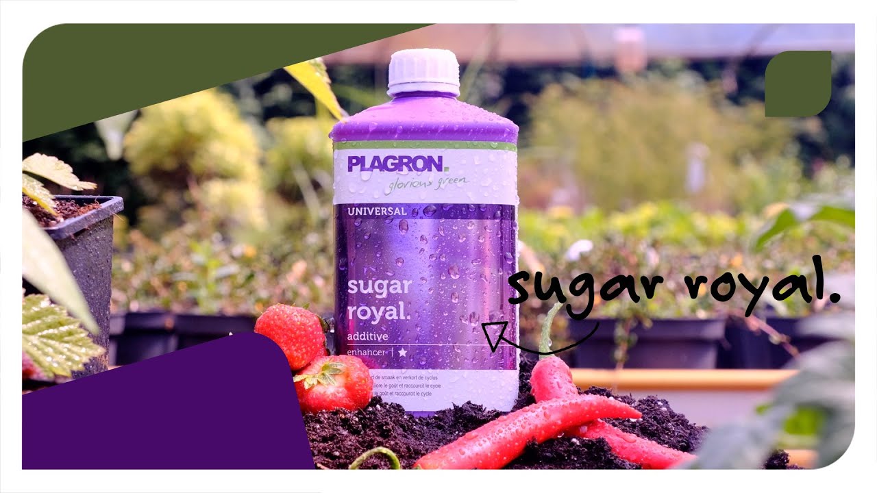 How to use Plagron Sugar Royal