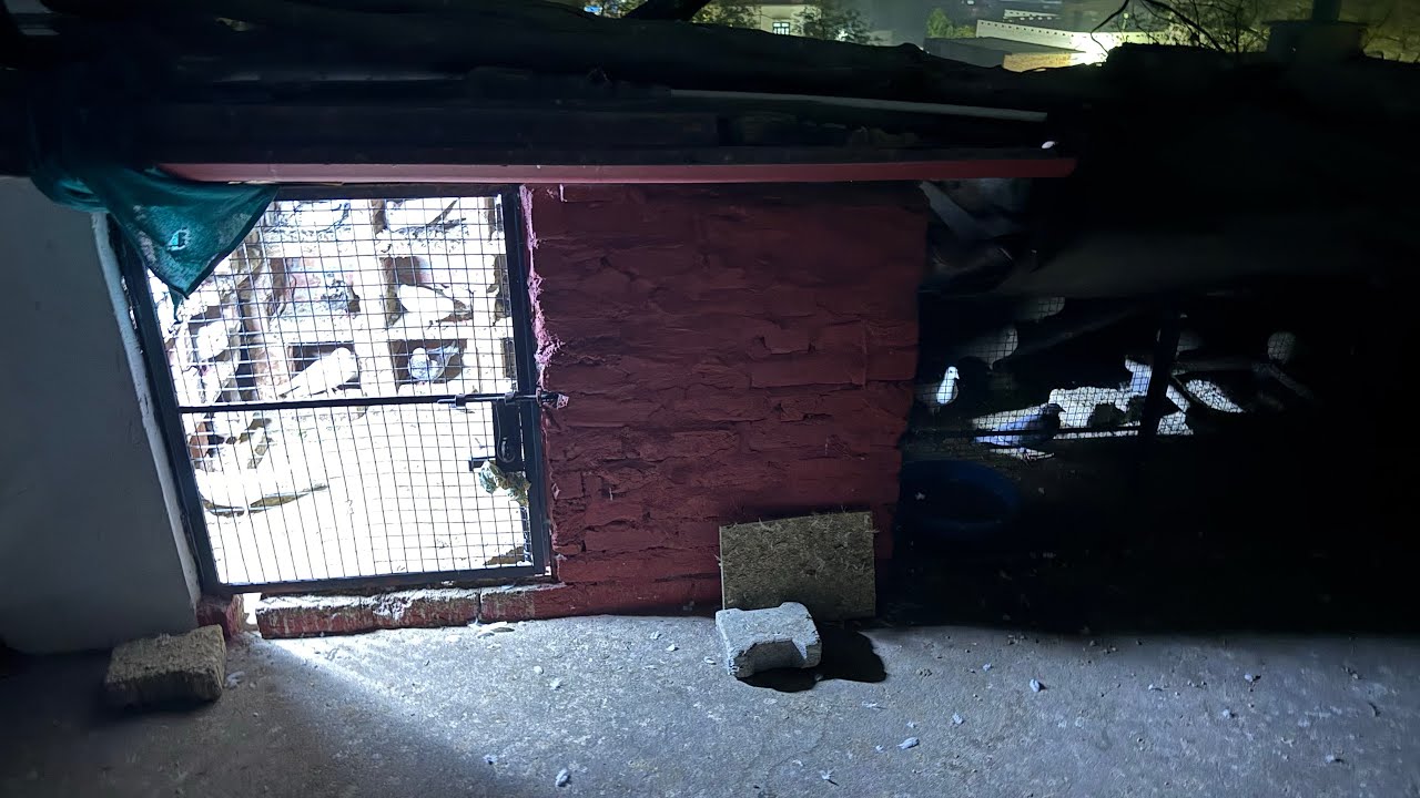 Zaman pigeon Care  is live