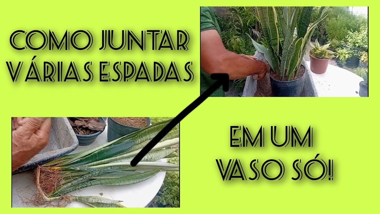 COMO JUNTAR VÁRIAS ESPADAS EM UM VASO SÓ FÁCIL E RÁPIDO!