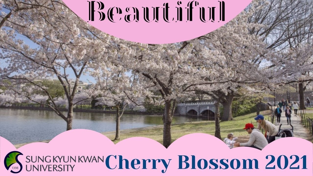 Sungkyunkwan University  (성균관대) (SKKU) Campus, South Korea ||Cherry Blossom Spring 2021!