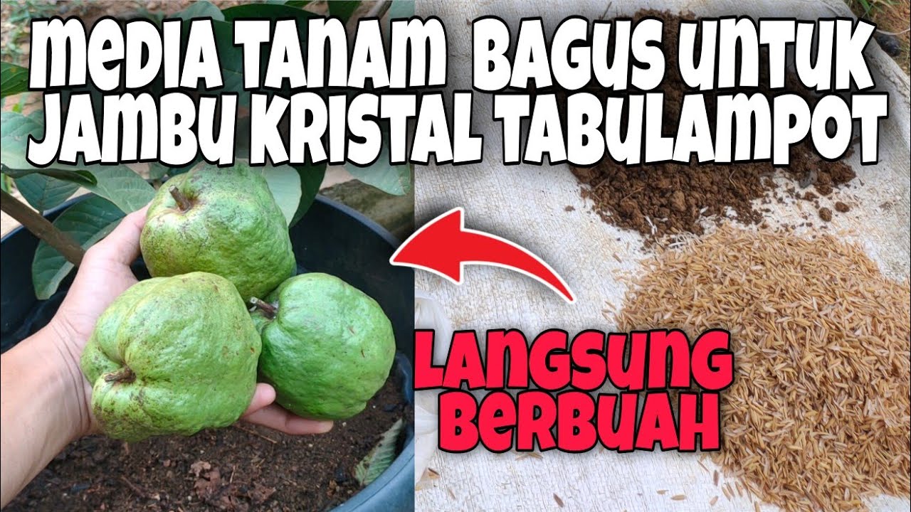 Media Tanam Yang Bagus Agar Jambu Kristal Cepat Berbuah