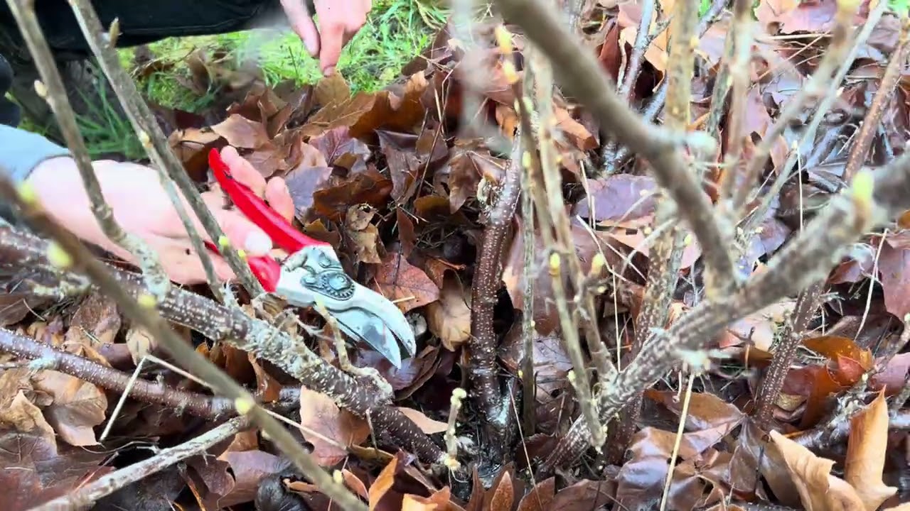 How to prune Currants and other woody shrubs