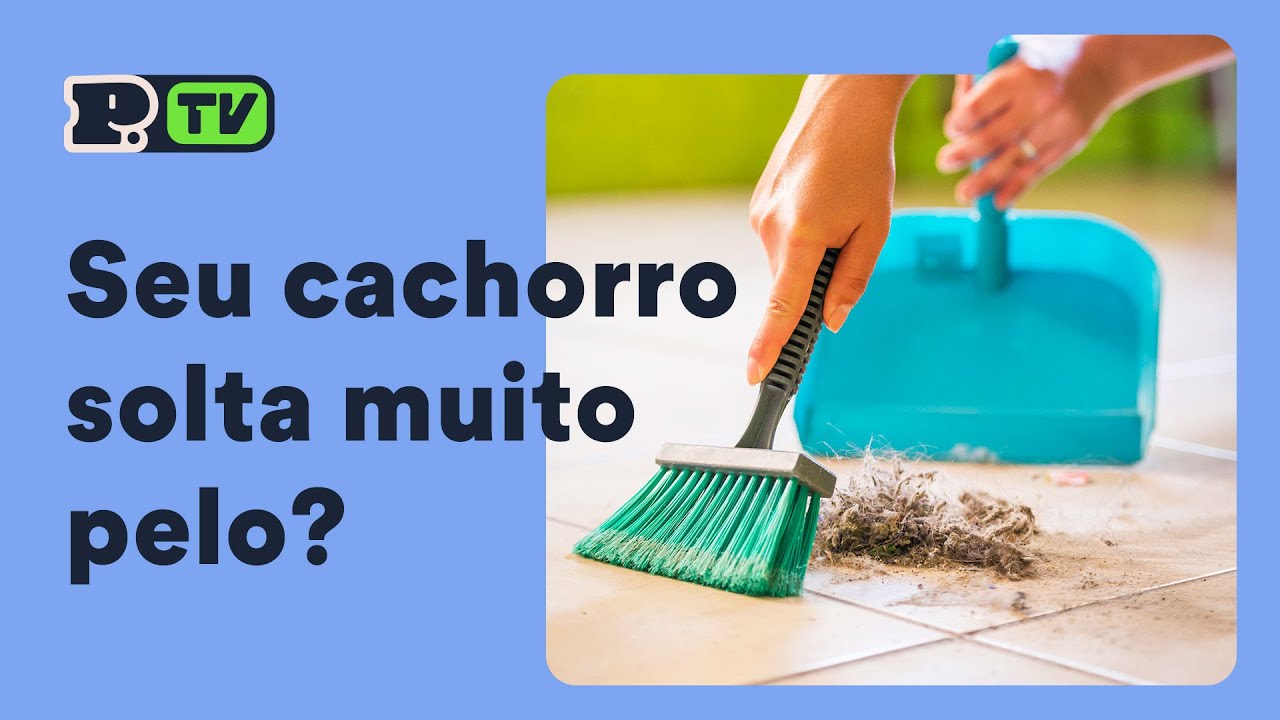 Como reduzir a queda de pelos dos c&atilde;es?