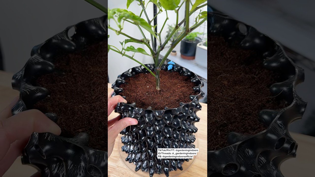 Pepper Plant to Air Pruning Pot
