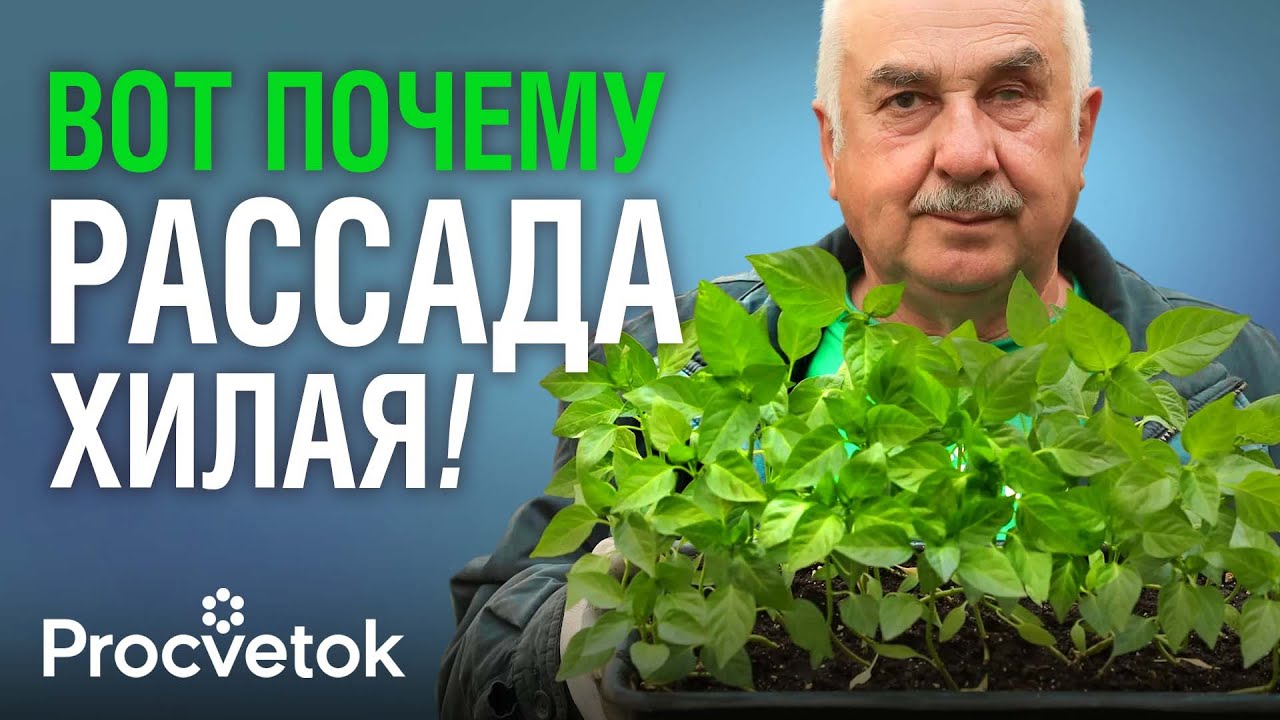 РАССАДА ИЗ ХИЛОЙ СТАНЕТ ТОЛСТОЙ И ЗЕЛЕНОЙ, если выполнить эти простые действия