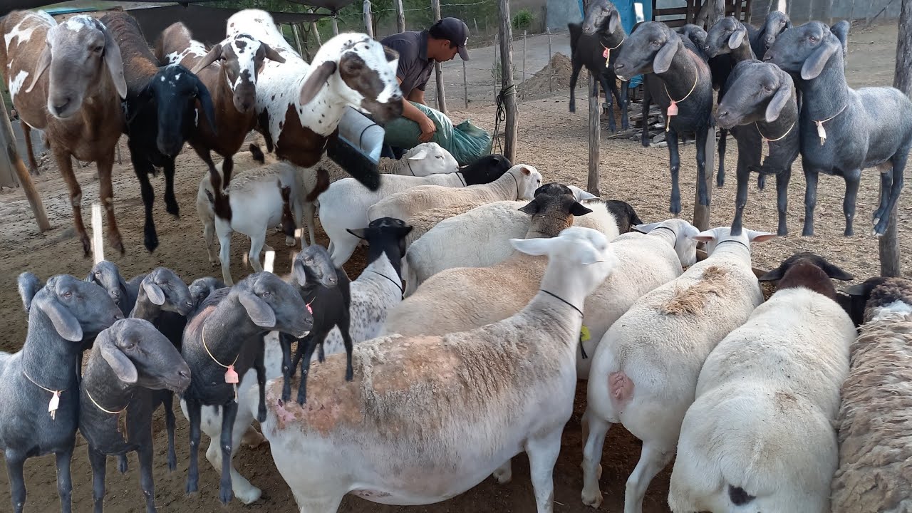 FUI VISITAR UMA CRIAÇÃO DE OVINOS DE RAÇA EM GALANTE AGRESTE PARAIBANO