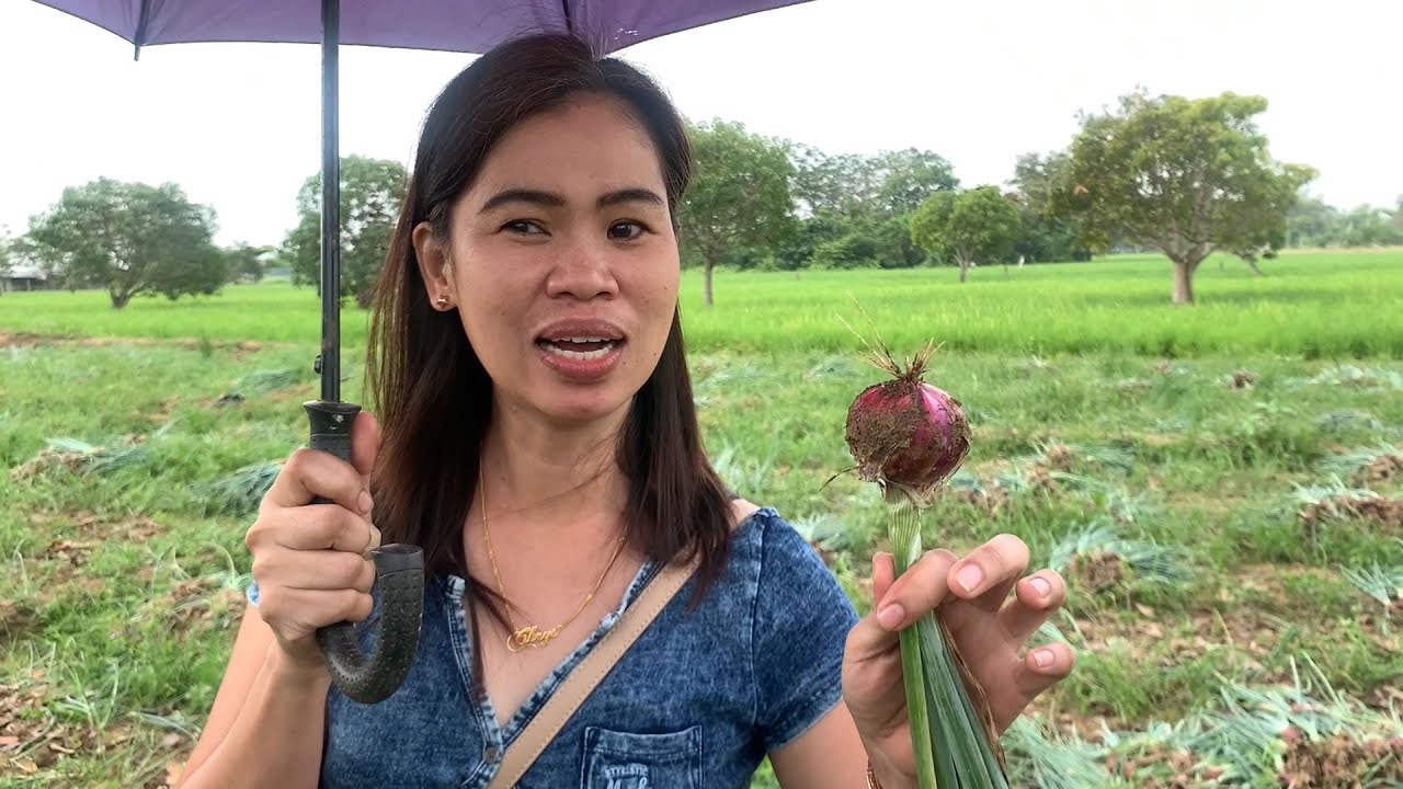 Sibuyas Ang Dami 60 Per Kilos Na Lang | Mababa At Mura Na Bilihan Sa Bukid - Nueva Ecija Guimba