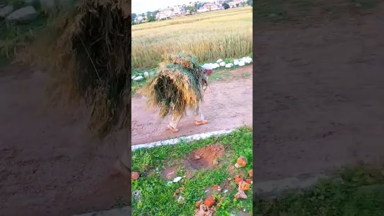 old man very hard working #hardwork #viral #shortvideo #oldman #trending #ytshorts #khadimabad