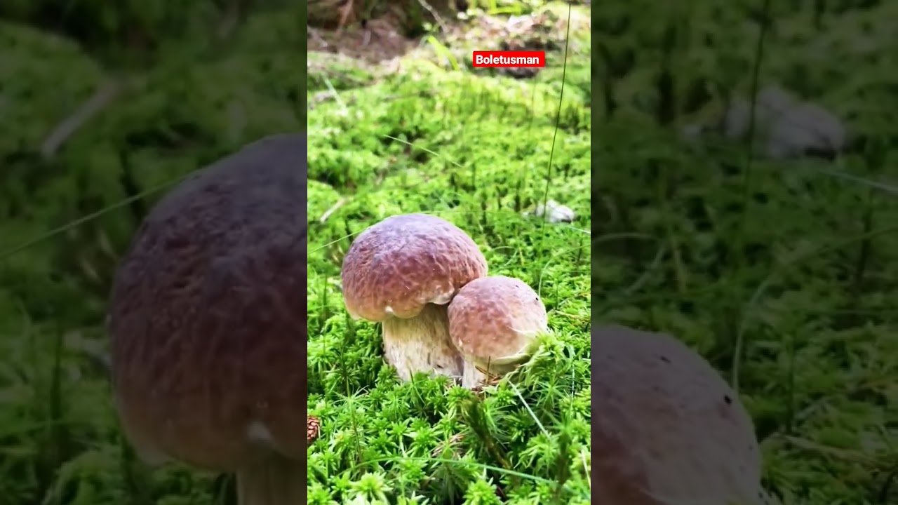 #funghi #porcini #boletus #grzyby #steinpilze #cepes #Белые грибы #kingbolete