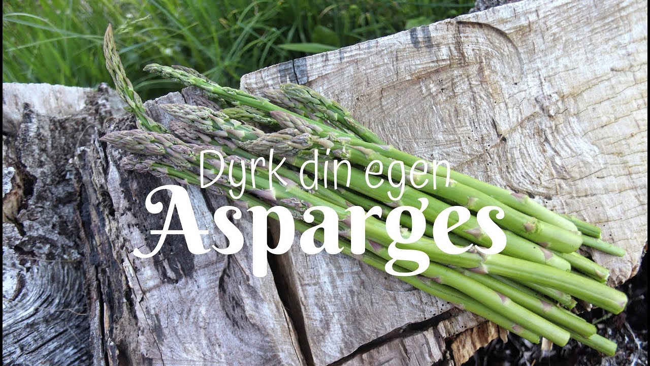 Dyrk din egen asparges