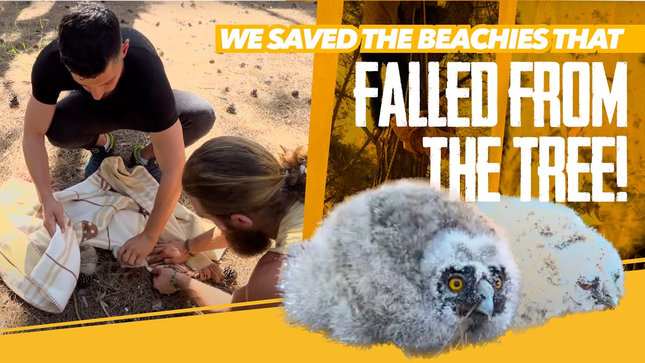 Baby Owls fall from Tree Mother Owl att**s Us