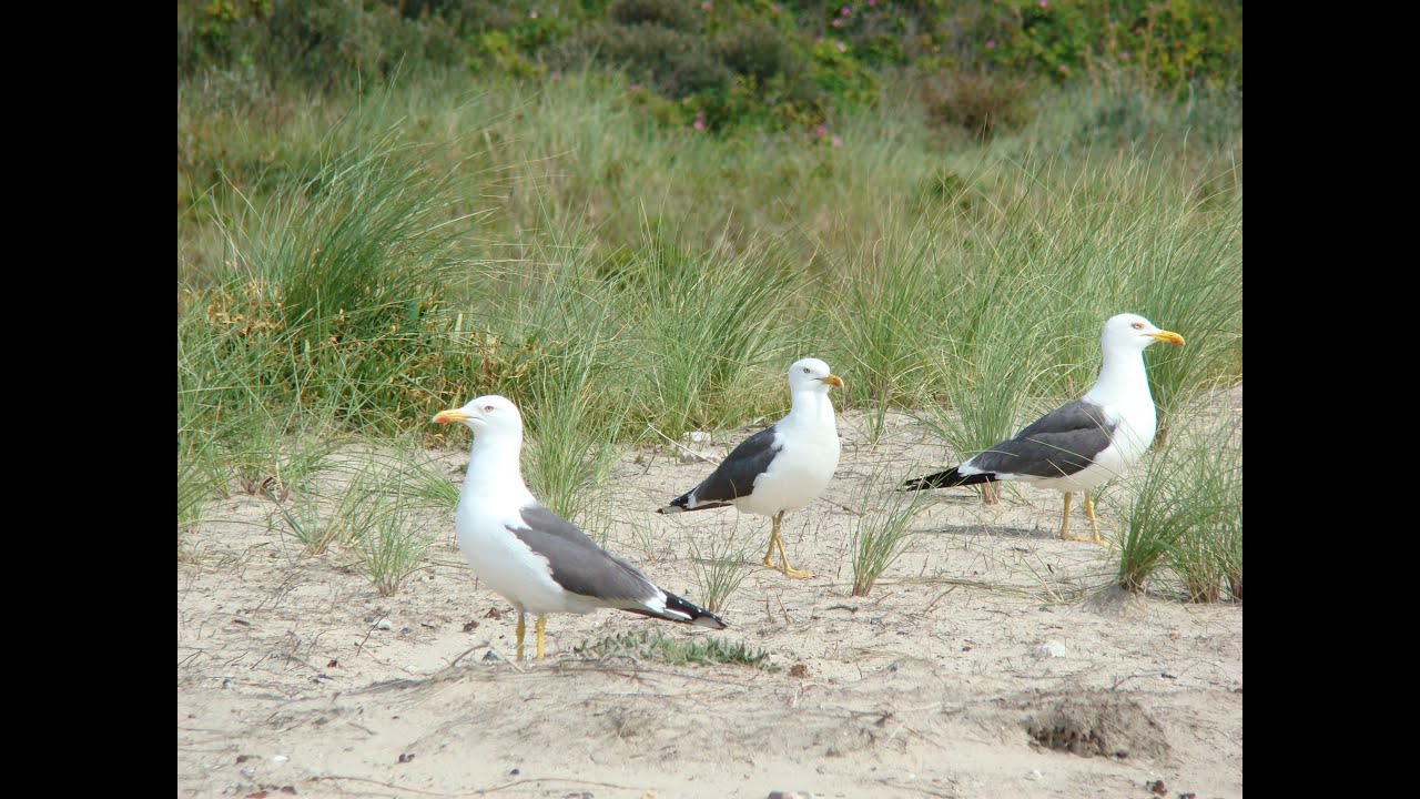 Womo Reisen 2021 Fedderwardersiel   Nordsee