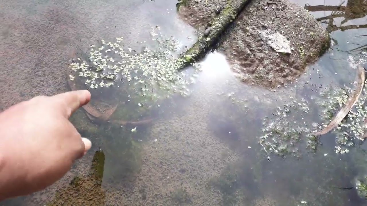 Buscando peces en Rio Lurin - junio 2023