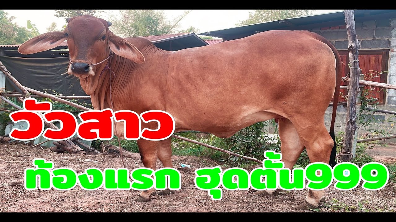 เปิดราคาวัวท้องสาวหน้าคอก ท้องพ่อดังแห่งยุค รับประกันท้องตรวจอัลตราซาวด์