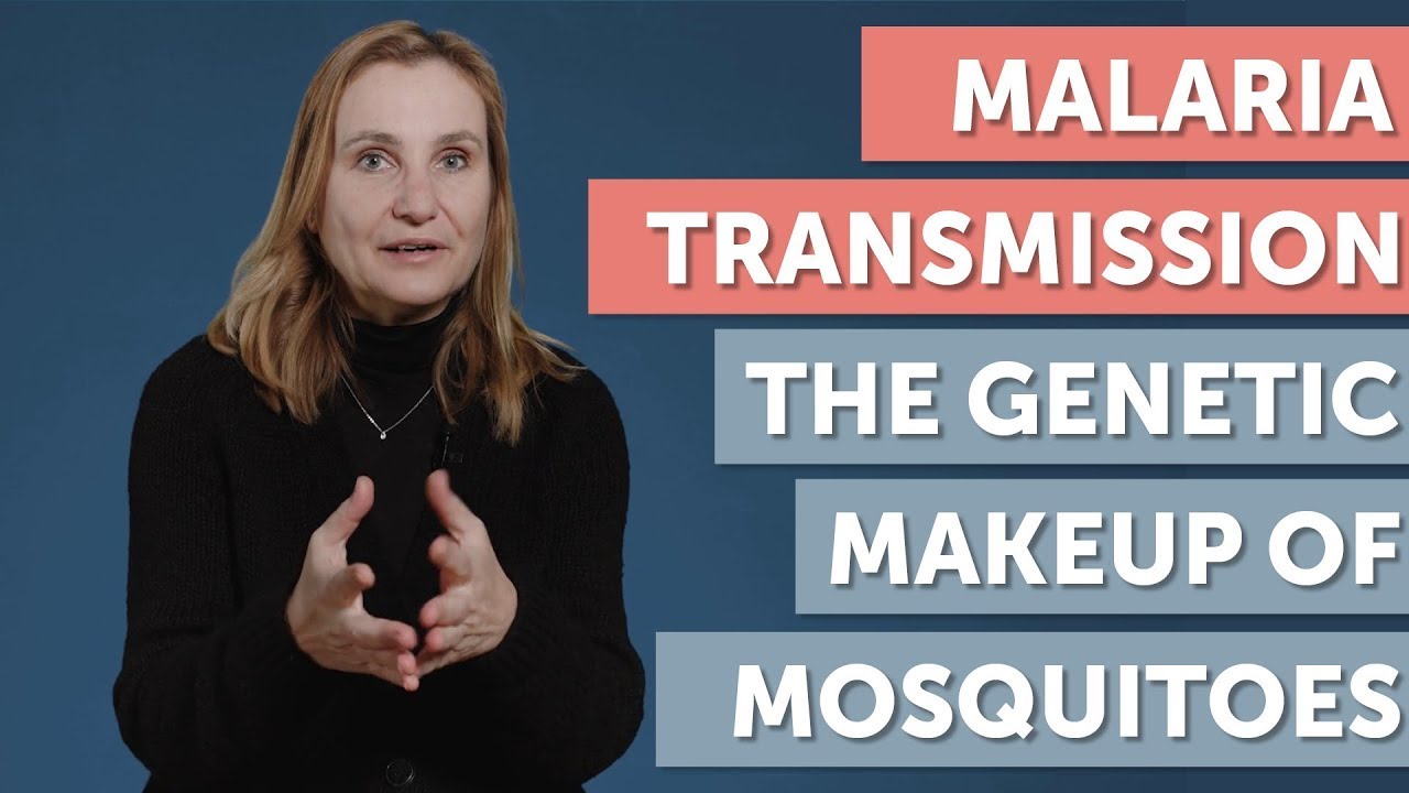 Fighting Malaria: The Genetic Make-Up of Mosquitoes