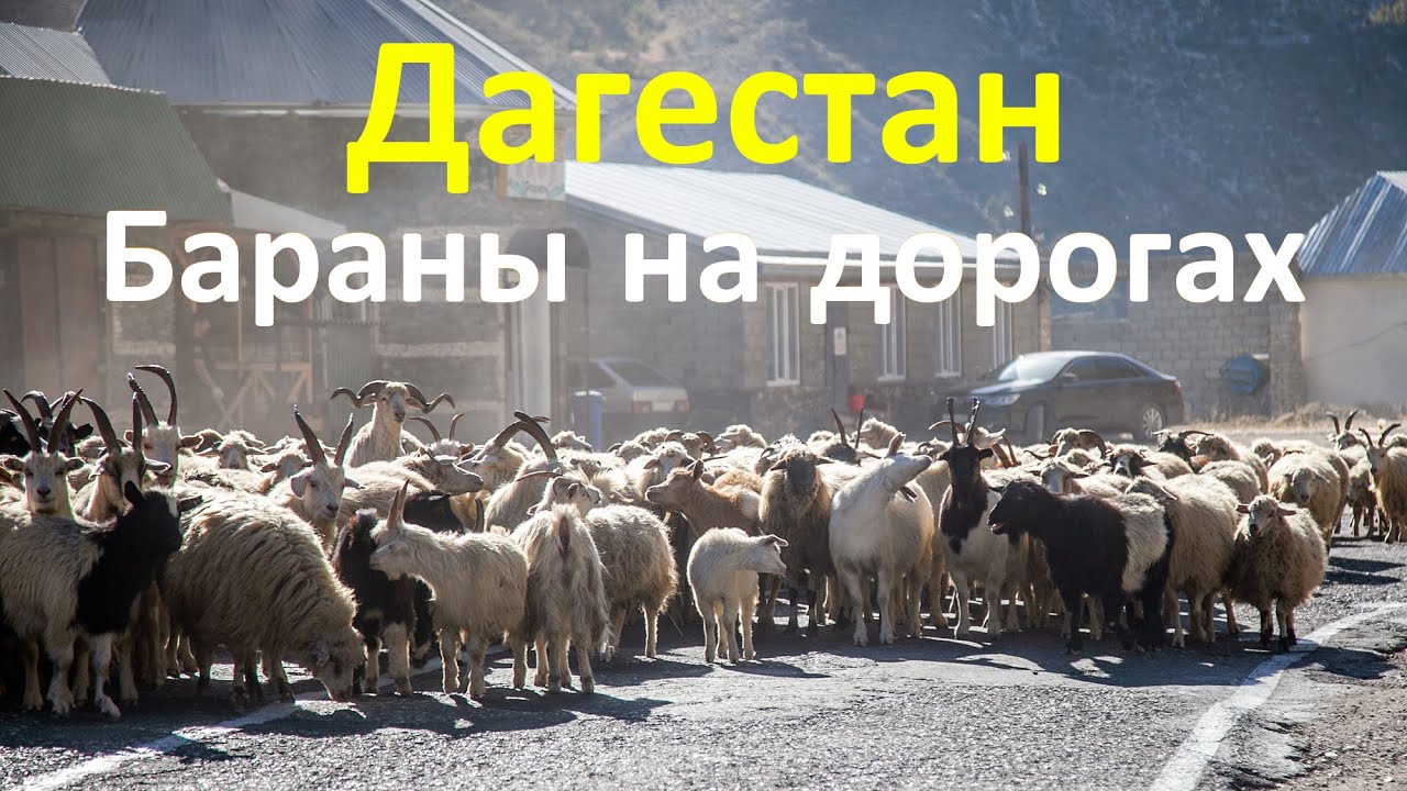 Дагестан. Бараны на дорогах