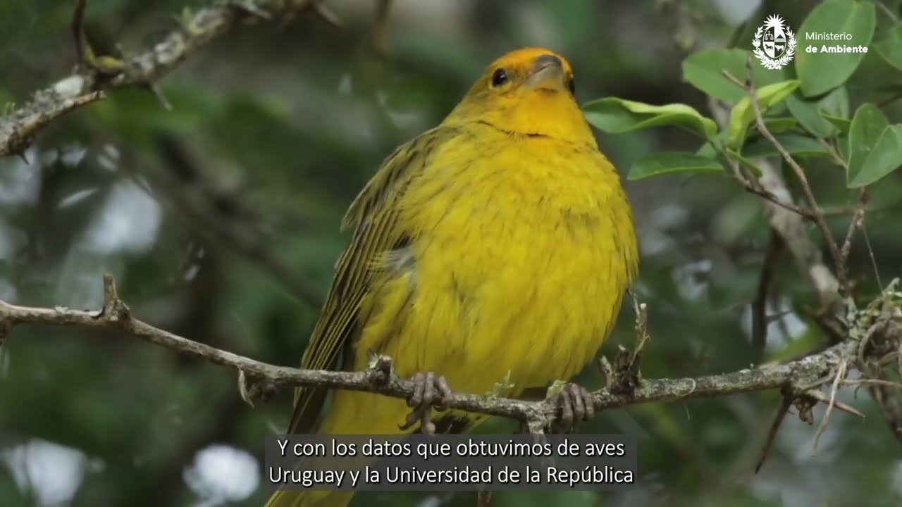 Sistema Nacional de Áreas Protegidas (SNAP): origen, objetivos, desarrollo y desafíos