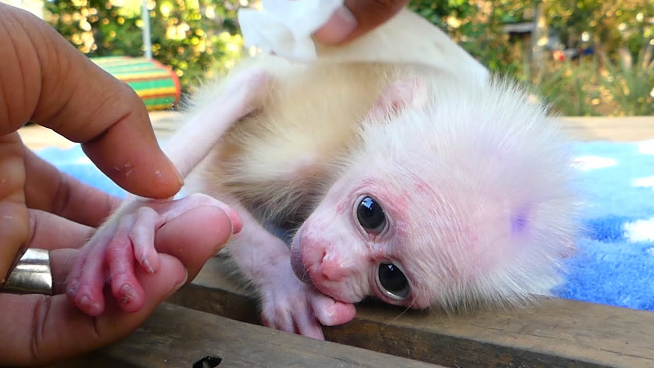 The baby monkey is very tired and needs to drink milk.