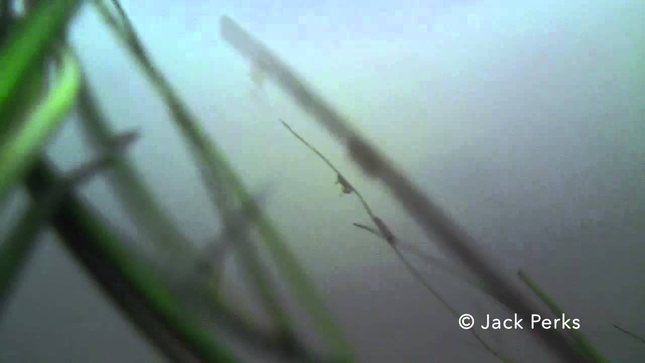 Lure Fishing Underwater Perch, Chub, Salmon, Trout, Bream