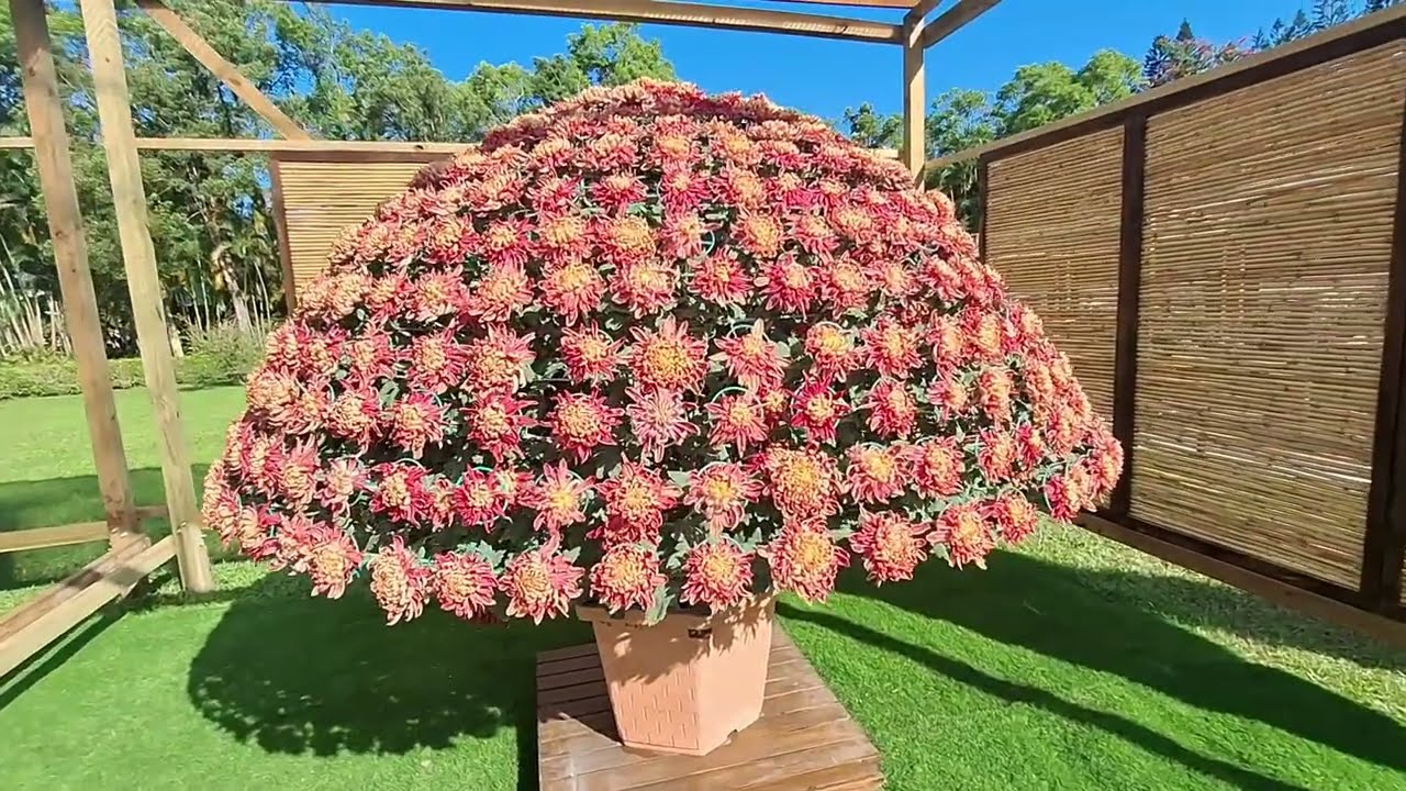 Flower festival chrysanthemum 🌼