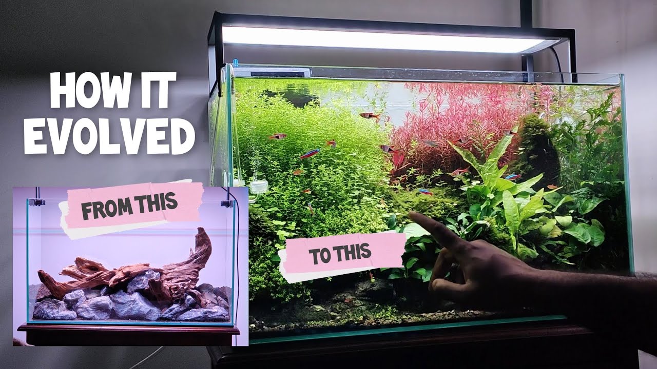 This aquascape grew crazy. But it's beautiful.