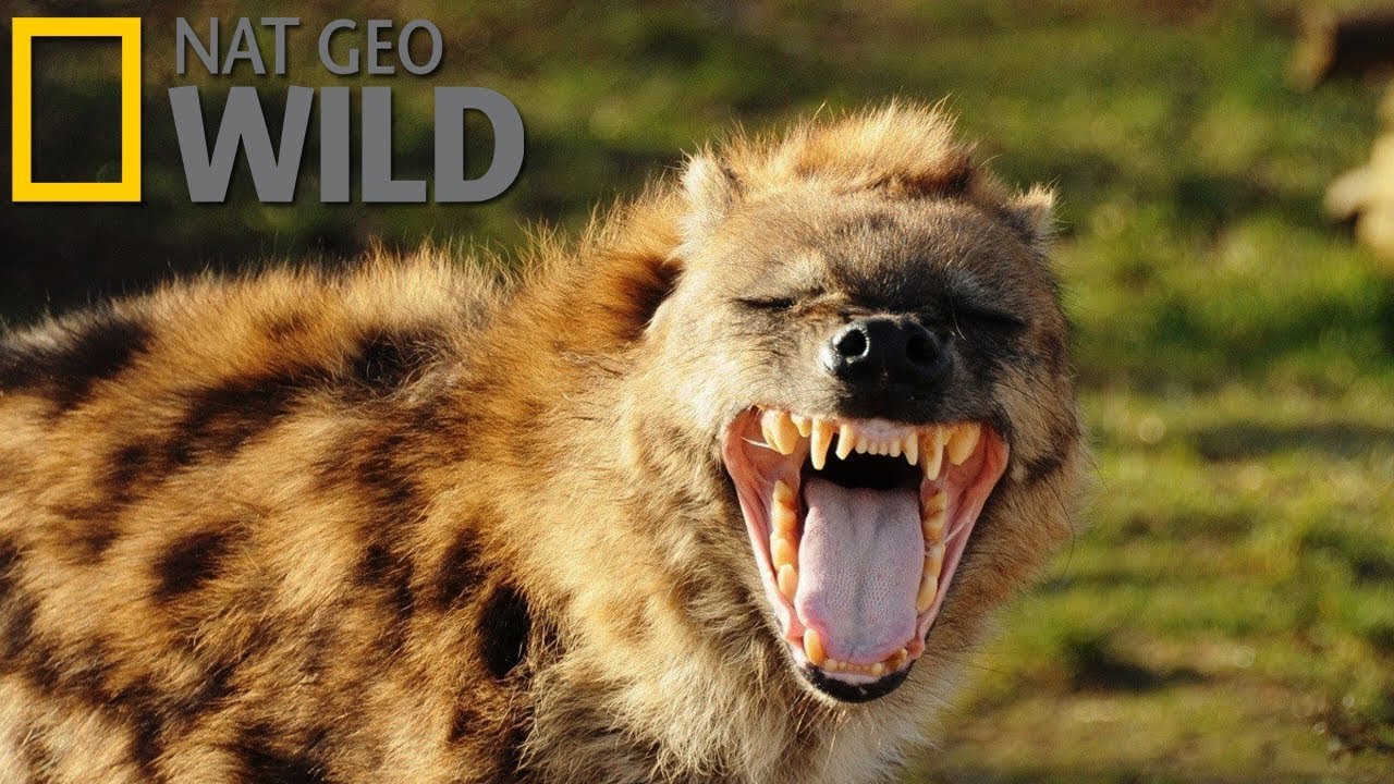 Гиена &mdash; царица хищников (Документальные фильмы Nat Geo Wild HD)