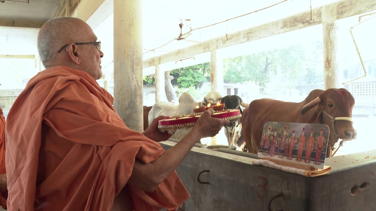 2025 10 18 Gau Pujan (Dhanteras) - Haridham | ગૌ પૂજન  (ધનતેરસ) - હરિધામ |
