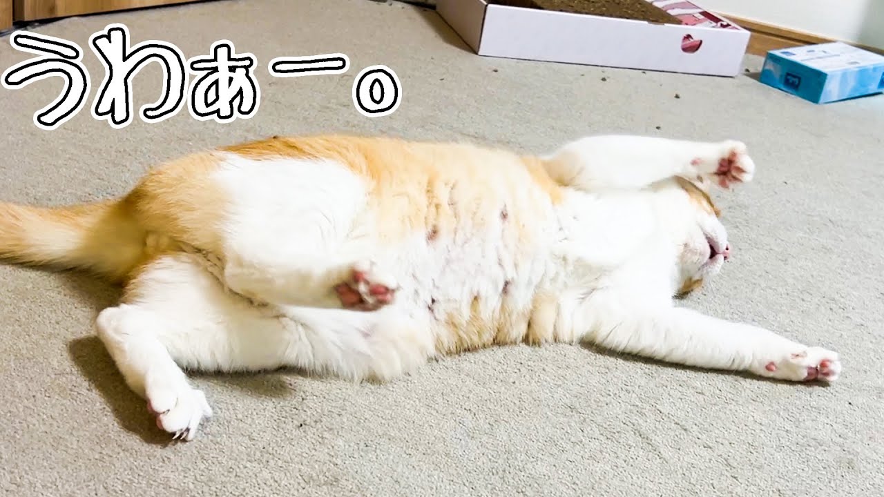 自らこねくり回り発酵を促すパンが可愛いとあつし家の中で話題に。