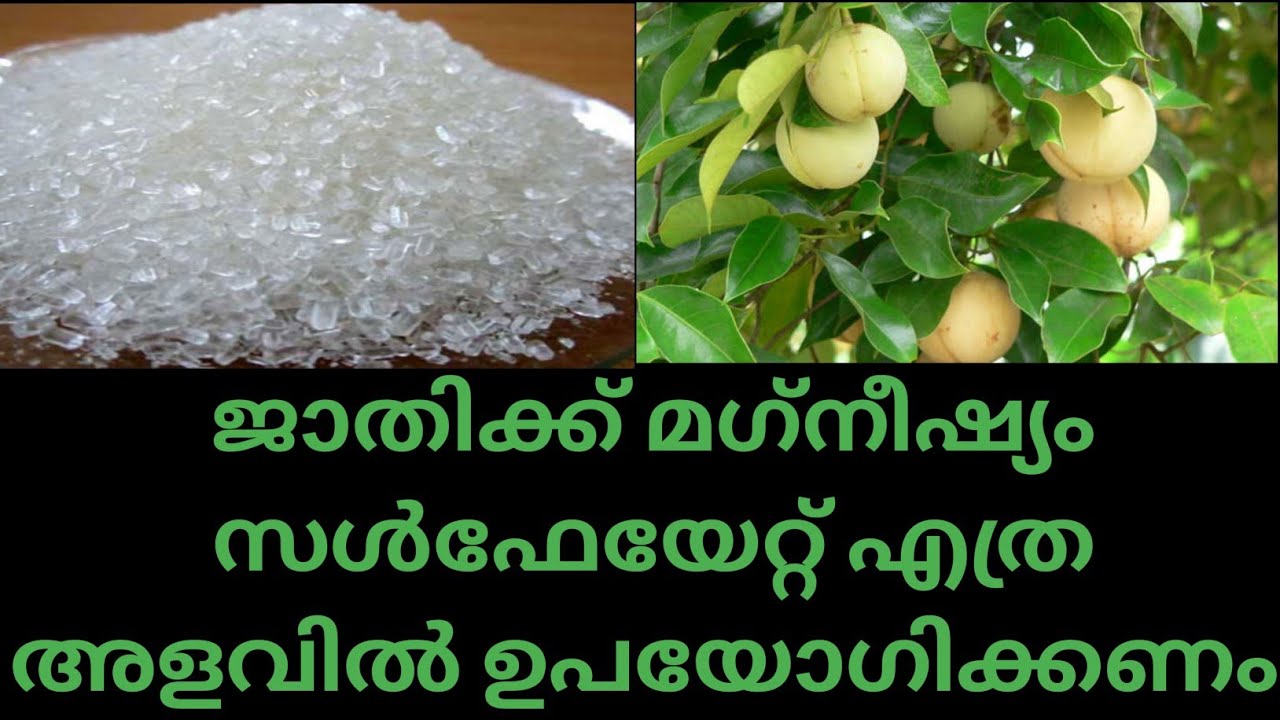 ജാതിക്ക് മഗ്‌നീഷ്യം സൾഫേയേറ്റ് എത്ര അളവിൽ ചേർക്കണം