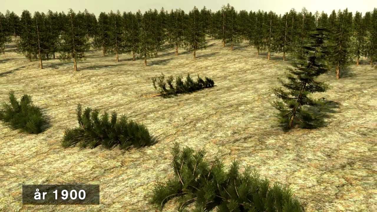 Hållbart skogsbruk - den svenska modellen