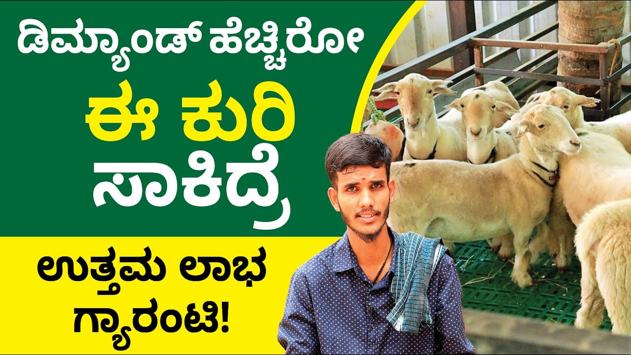 Bandur Sheep Farming in Kannada - How to Start Bandur Sheep Farming? | Shesha Krishna