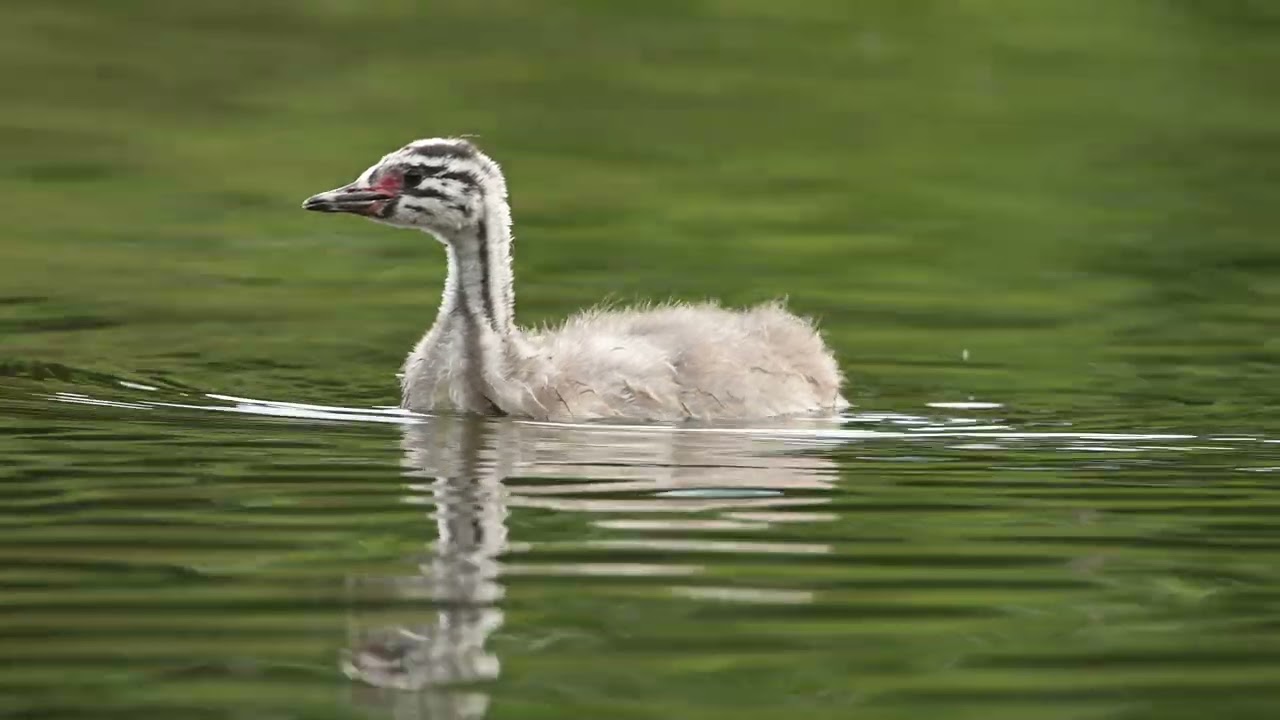 Great Crested Grebe Chick
