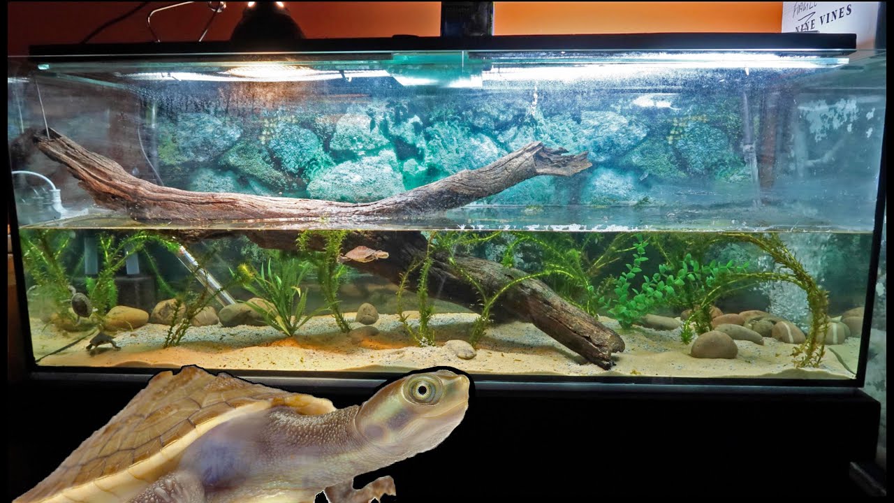 Australian Turtle Tank SETUP!