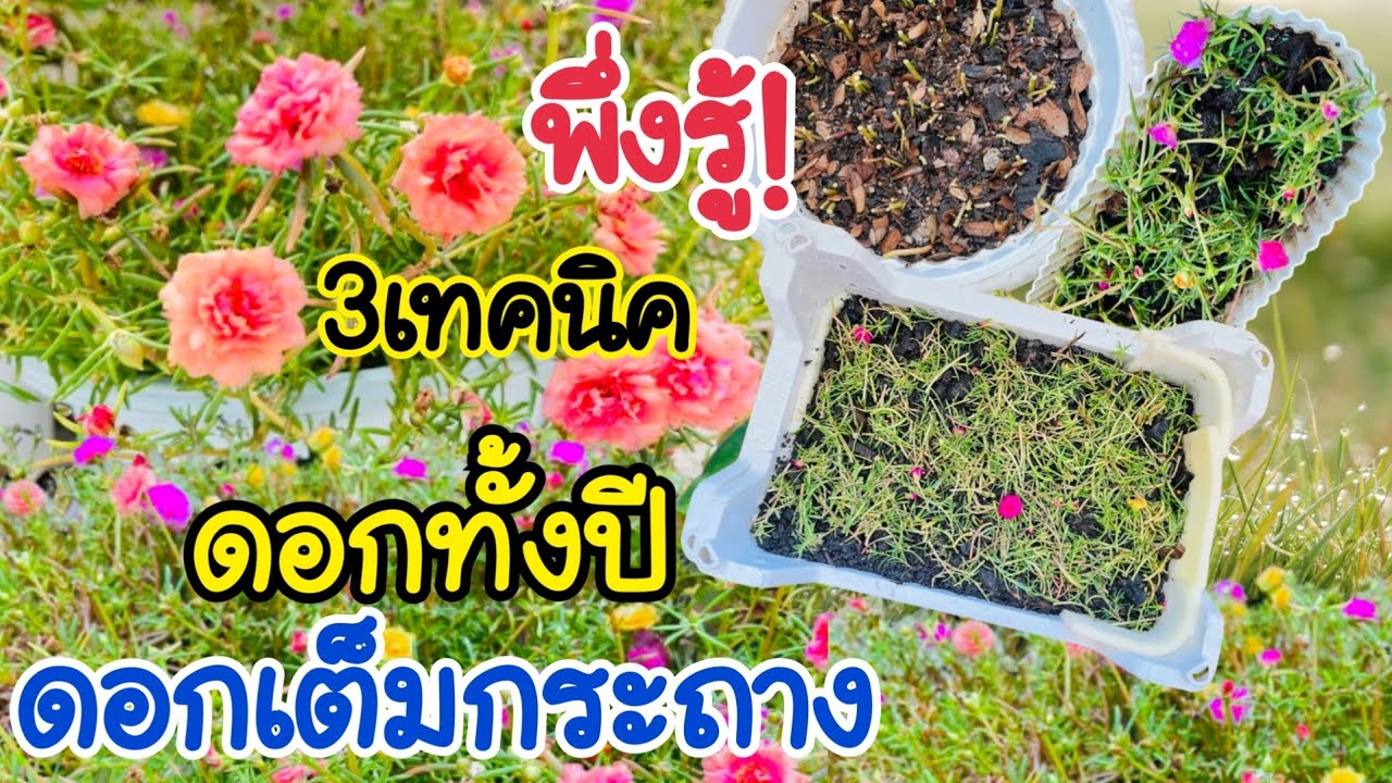 💯พึ่งรู้.3เทคนิค!การปลูกแพรเซี่ยงไฮ้ ให้ออกดอกเต็มกระถางออก ดอกตลอดปี #คุณนายตื่นสาย #แพรเซี่ยงไฮ้